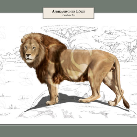 Afrikanischer Löwe